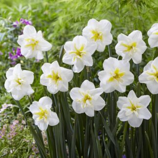 Narcissus Lemon Beauty - Pack of 10 Bulbs