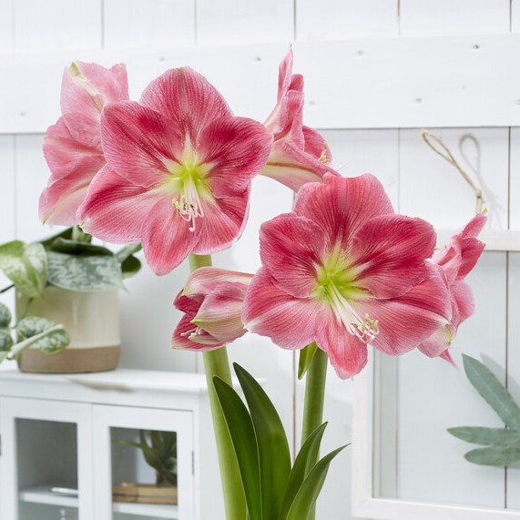 Amaryllis Candy Cream - Hippeastrum Bulb