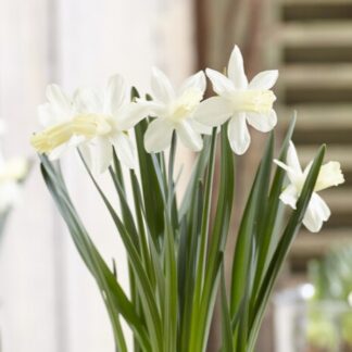 Narcissus Snow Baby - Pack of 8 Bulbs