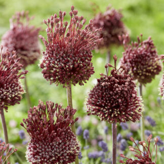 Allium Red Mohican - Pack of 3 Bulbs