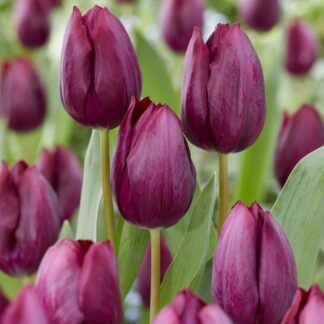 Tulipa Caviar - Pack of 6