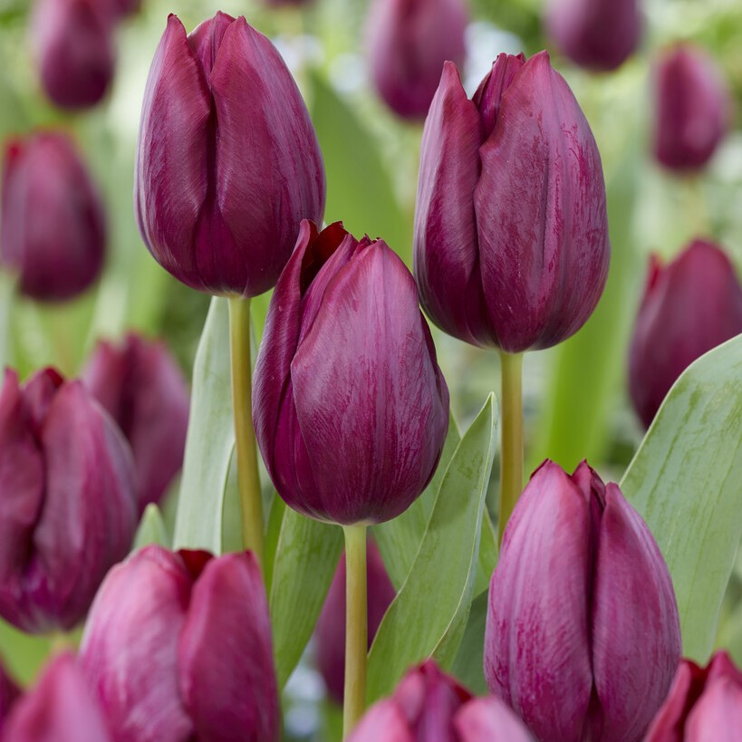 Tulipa Caviar - Pack of 6