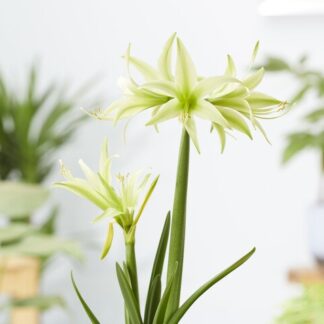 Amaryllis - Evergreen - Hippeastrum Bulb