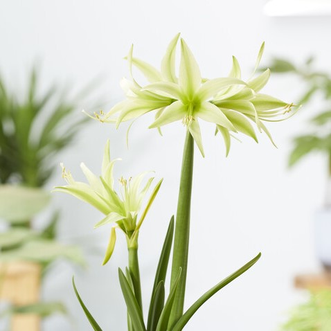Amaryllis - Evergreen - Hippeastrum Bulb