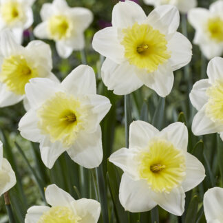 Daffodil The Ice Follies - Pack of 15 Bulbs