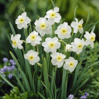 Narcissus Segovia - Pack of 10 Bulbs