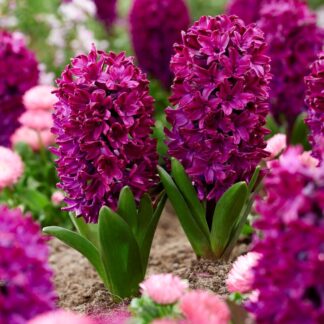 Hyacinth Woodstock - Pack of 5 Bulbs