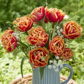 Tulipa Congo- Pack of 6