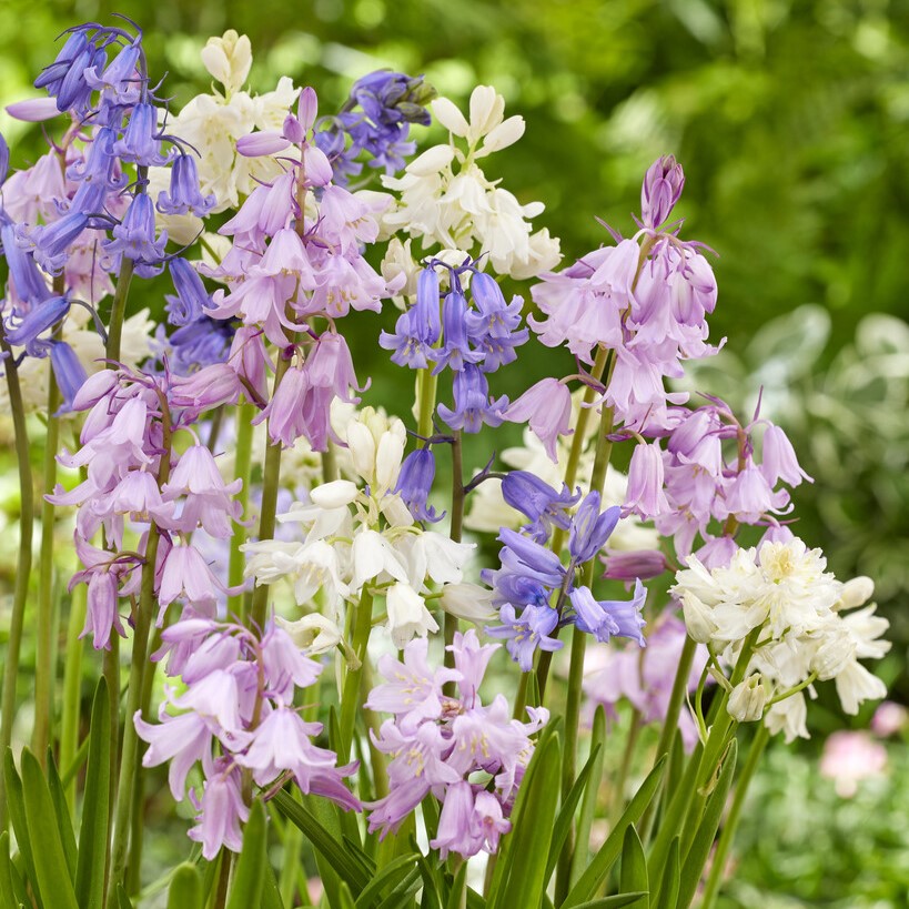 Scilla Hispanica Mixed - Spanish Bluebell - Pack of 10 Bulbs