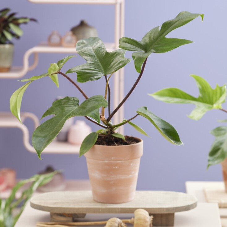 Philodendron 'Florida Green' - 35cm