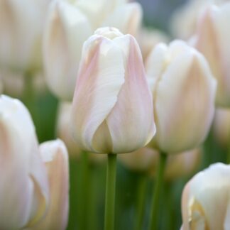 Tulip 'Apricot Pride' - Pack of 6