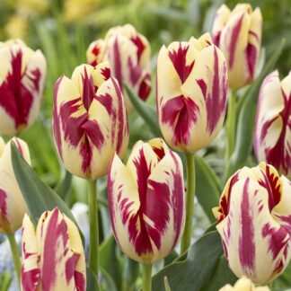 Tulip Grand Perfection - Pack of 6 Bulbs