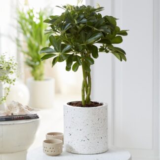Schefflera Arboricola - Umbrella Tree - Braided Stem - 60cm