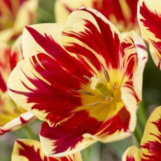 Tulip Grand Perfection - Pack of 6 Bulbs