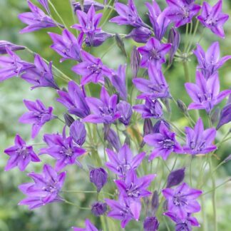 Triteleia Laxa 'Queen Fabiola' - Pack of 10 Bulbs