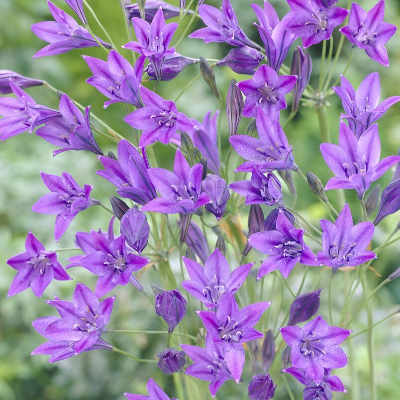 Triteleia Laxa 'Queen Fabiola' - Pack of 10 Bulbs
