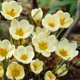 Crocus Cream Beauty - Pack of 10 Bulbs
