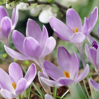 Crocus Vanguard - Pack of 10 Bulbs