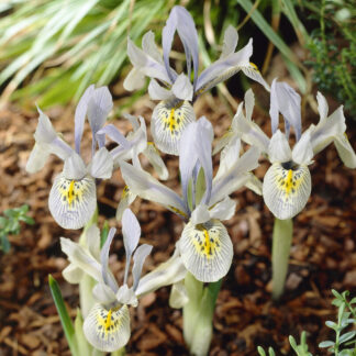 Iris Katharine Hodgkin - Pack of 10 Bulbs