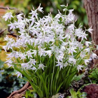 Ornithogalum Nutans - Star of Bethlehem - Pack of 12 Bulbs