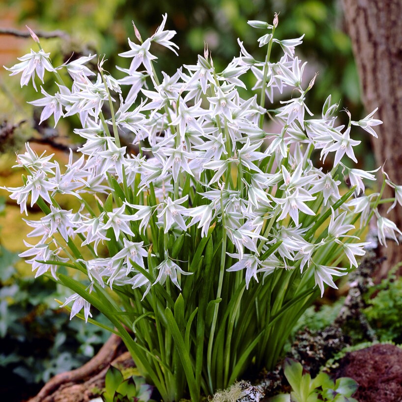 Ornithogalum Nutans - Star of Bethlehem - Pack of 12 Bulbs