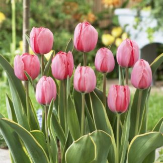 Tulip ' Design Impression' - Pack of 6