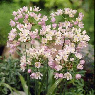 Allium Roseum - Pack of 20 Bulbs