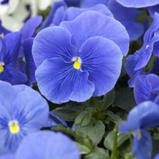 Viola Blue