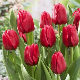 Tulip Unique De France - Pack of 6