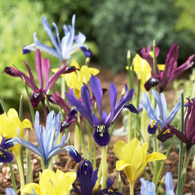 Iris Dwarf Reticulata Mixture - Pack of 30