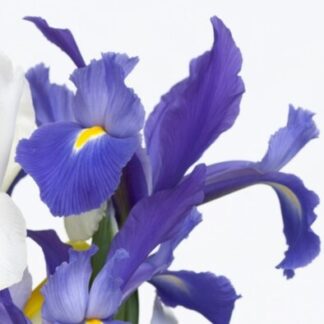 Dutch Iris Discovery - Pack of 10 Bulbs