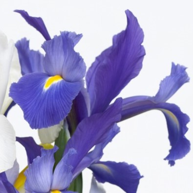 Dutch Iris Discovery - Pack of 10 Bulbs