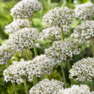 Allium Multibulbosum 'Nigrum' - Pack of 5 Bulbs