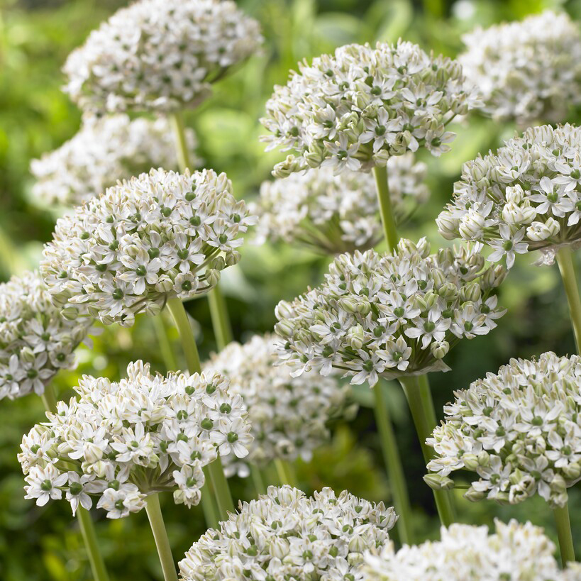 Allium Multibulbosum 'Nigrum' - Pack of 5 Bulbs