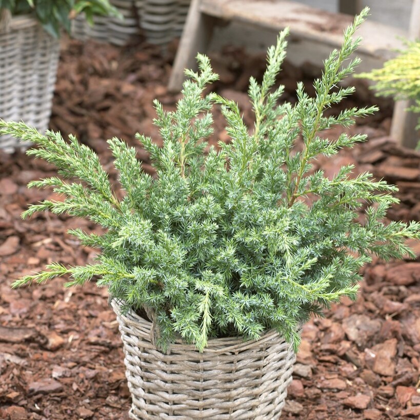 Juniperus Squamata 'Blue Swede'