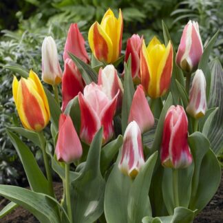 Tulip Greigii And Kaufmanniana Mixed - Pack of 25 Bulbs