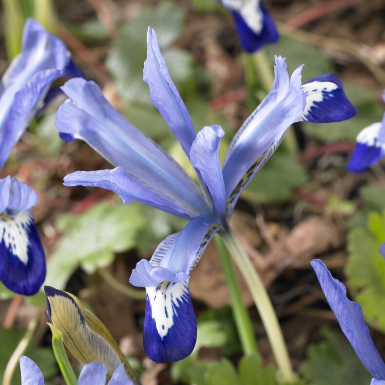 Iris Reticulata Clairette - Pack of 10 Bulbs