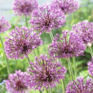 Allium Jesdianum 'Early Emperor' - Pack of 2 Large Bulbs