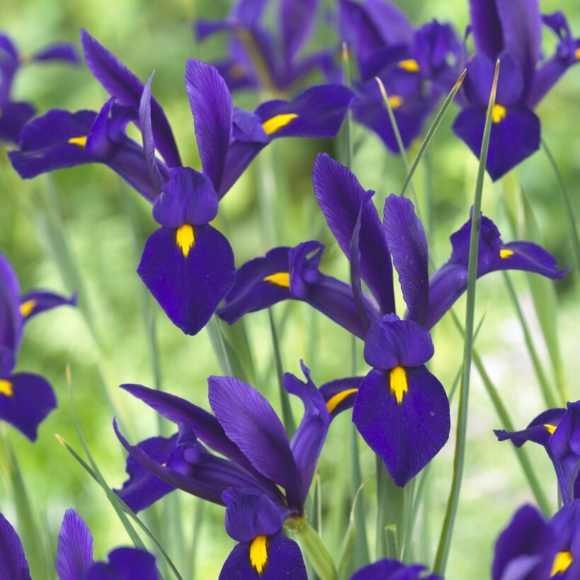 Dutch Iris Valentine- Pack of 10 Bulbs