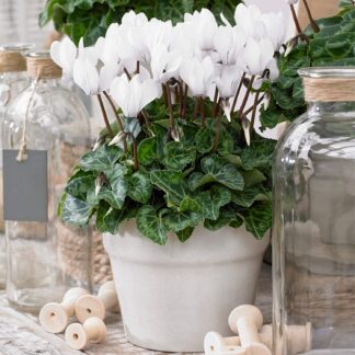 Large Snowy White Cyclamen in Bud And Bloom