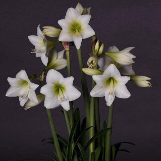 Amaryllis White Garden - Hippeastrum Bulb