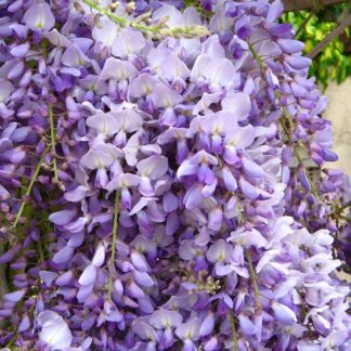 Wisteria Caroline  - Large Specimen Plant - Circa 150-180cm (6ft)