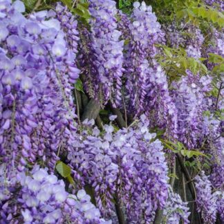 Wisteria Sinensis Prolific - Blue - Large Specimen Plant 6-7ft