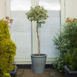 Gorgeous Large Variegated Holly Tree Standard - Ilex Argentea Marginata - Circa 140-160cm Tall