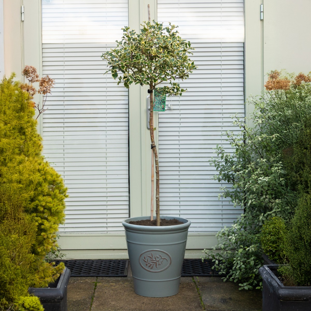 Gorgeous Large Variegated Holly Tree Standard - Ilex Argentea Marginata - Circa 140-160cm Tall