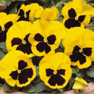 Pansy Yellow Blotch - in Bud And Bloom