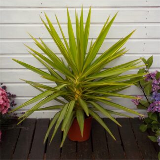 Patio Adams Needle Yucca Jewel Palm Tree Circa 60-80cm Tall
