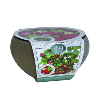 Strawberry Grow Kit - Complete Basalt Planter Growing Set