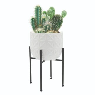Cactus Gift Set Ceramic Grow Pot On Stand