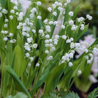 Convallaria - Lily of The Valley - Pack of Ten